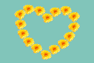 Fresh Yellow Chrysanthemum arranged in heart shape on green background , love and valentine concept