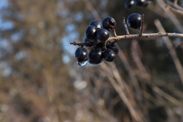 Vogelbeeren mit Wassertropfen am Ast