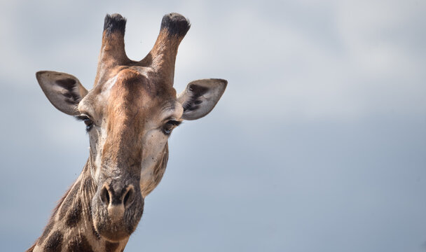 Giraffe blickt von links ins Bild mit viel Freiraum drumherum (wilde Giraffe, aufgenommen in Kruger Nationalpark in S&uuml;dafrika)