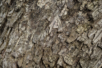 Turkish hazel