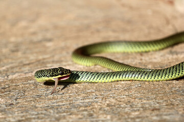 Close-Up Of Golden green snake is eating gecko on the ground.