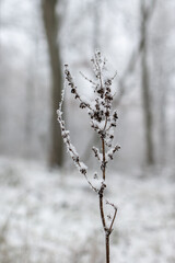 Obraz premium Wintertime