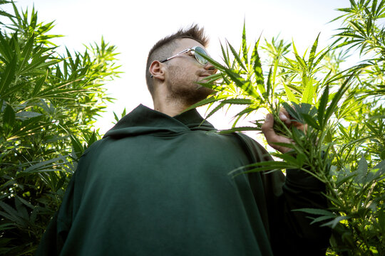 fashion guy in green clothes posing on the hemp field, marijuana legalization concept