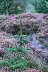 purple heather and a green pine tree
