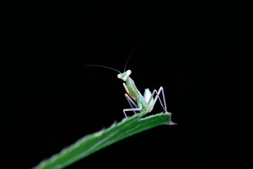 Mantis inhabits wild plants in North China