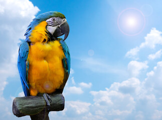 Blue Macaw Parrot Standing with Wood on blue sky Background