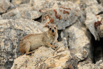 Rock dassie resting