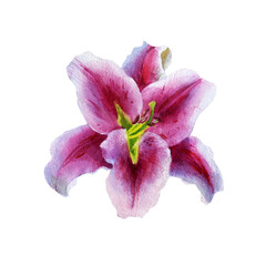 Watercolor illustration. Lily flowers. Spring summer motive.