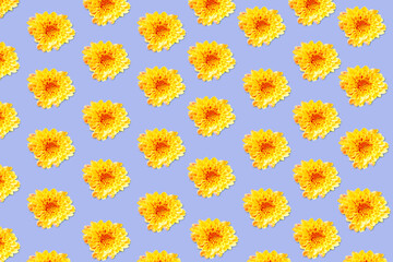 seamless pattern with yellow Chrysanthemum flowers on violet background