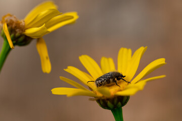 A black beetle sitting on a yellow celandine flower eats nectar. Macro Shot of Flea Beetle inside mustard or rapeseed yellow flowers plant.