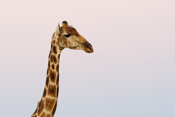 Giraffe portrait