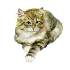 Watercolor illustration, image of a cat. Tabby fluffy cat.