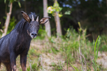 Mainland serow, a goat-like mammal of genus Capricornis.