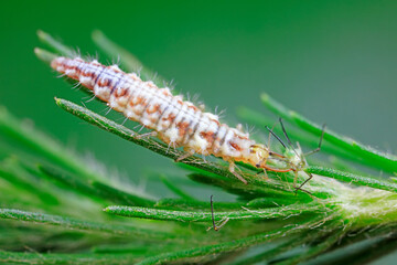 Aphid lions live on wild plants in North China