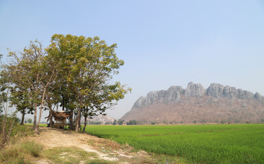 Scenery of green trees with cottage and organic rice field.