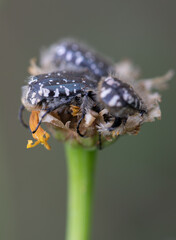 A black beetle sitting on a yellow celandine flower eats nectar. Macro Shot of Flea Beetle inside...