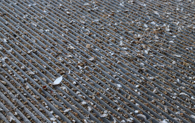 Image of bird's feces on the roof. Cause of some respiratory diseases.