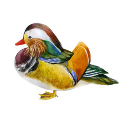 Watercolor illustration of a duck. Mandarin duck.