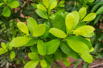 Fototapeta na wymiar Leaves of the Yerba mate (Ilex paraguariensis) plant in Puerto Iguazu, Argentina