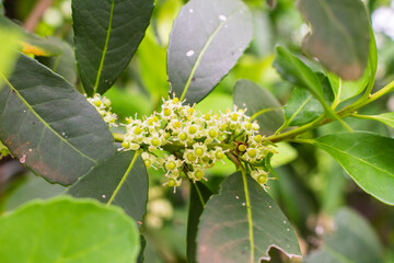 Flower of the Yerba mate (Ilex paraguariensis) plant in Puerto Iguazu, Argentina