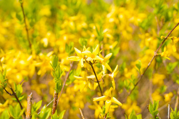 Obraz premium flower