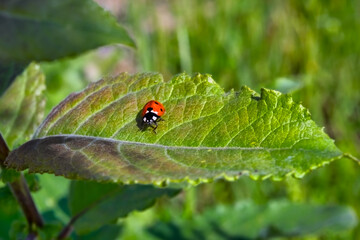 Fototapeta premium Red ladybug on a green leaf on a blurred green background.