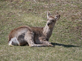 kangaroo and baby