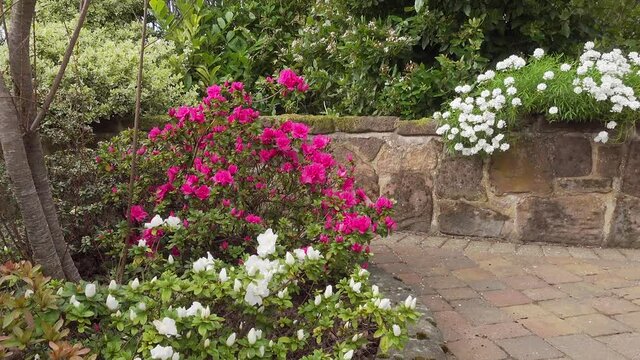 Azalea shrubs in flower at Springtime in an English garden