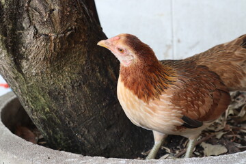 Beautiful Yellow Feathers Bantam With Blurred Background