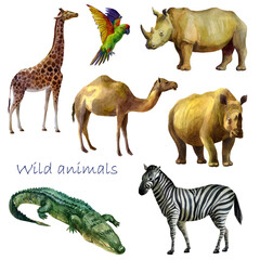 Watercolor illustration, wild animals. Rhinos, crocodile, giraffe, zebra, parrot, camel. Isolated freehand drawing on a white background.