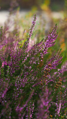 Fototapeta premium Vue rapprochée sur de merveilleuses petites fleurs de bruyère sauvages, poussant entre les rangées de pins, dans la Forêt des Landes de Gascogne