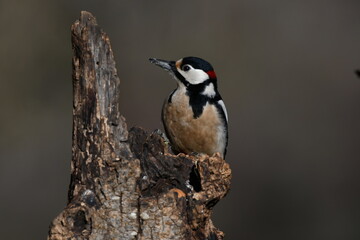 PICO PICAPINOS POSADO DESPUÉS DE COMER EN UN TRONCO