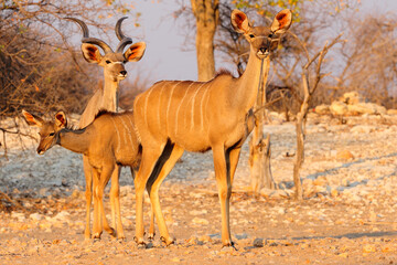 Kudu in the golden light