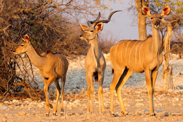Kudu in the golden light