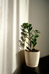 Zamiokulcas plant in flower pot standing on a white background. Modern minimal creative home decor concept, garden room. The shadow on the light wall from the plant Zamiokulcas. 