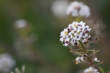 flower nature background. herb garden, small white plant flowers close-up.
