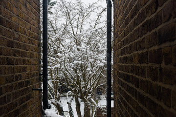 snow on a tree at the end of a alleyway