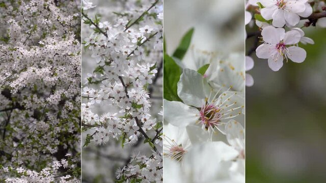 Video montage of collage of beautiful spring nature landscapes. Closeup view 4k footage of white delicate spring flowers of fruit trees growing outdoor in garden on sunny day