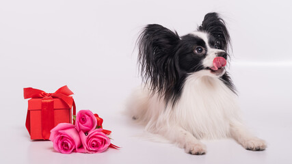 Cute papillon dog lies near a bouquet with pink roses and a red gift box on a white background. Greeting card