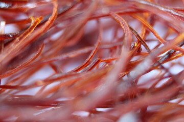 Naklejka na ściany i meble Macro photograph view of saffron with selective focus