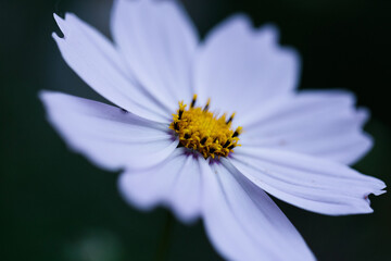 daisy flower macro