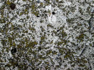 Concrete slab with moss. Selective focus. Texture with an abstract composition with solid stone and vegetation.