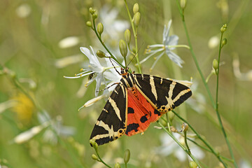 Russischer Bär oder Spanische Flagge