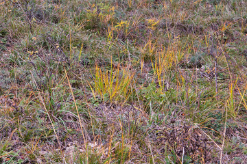 Wiese im Winter, Jena, Thüringen, Deutschland