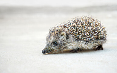 West European (common) hedgehog on a neutral background