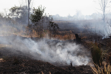 Forest fires are burning the forest in spring