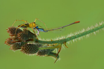 spider jump eating damselfly