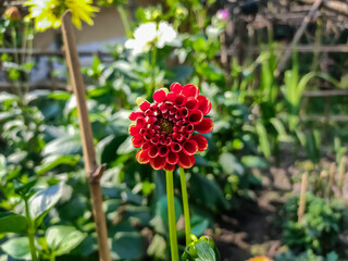 Dahlia is a genus of bushy, tuberous, herbaceous perennial plants native to Mexico and Central America.