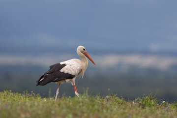 Weißstorch, Storch