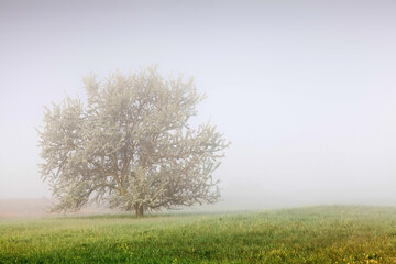 Obraz premium Kirschbaum im Morgennebel